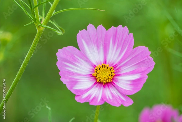 Fototapeta 緑の背景に映えるピンク色のコスモスの花