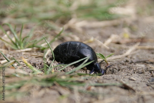 Obraz Weiblicher Ölkäfer