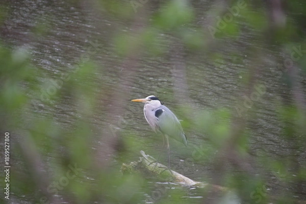 Obraz Graurreiher durch das Dickicht