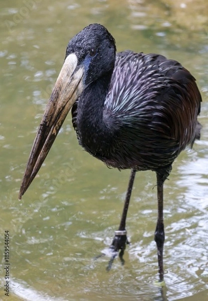 Obraz African openbill