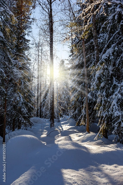 Obraz Virgin pine forest