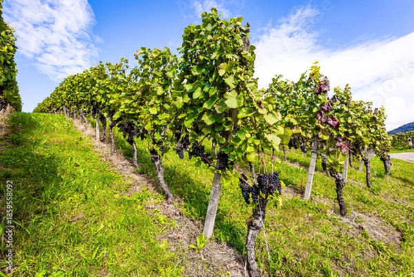 Obraz Well-tended grape vines