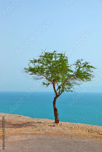 Obraz Picturesque tree above Dead Sea