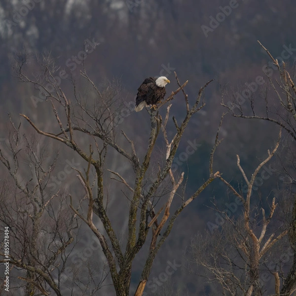 Fototapeta eagle on the tree