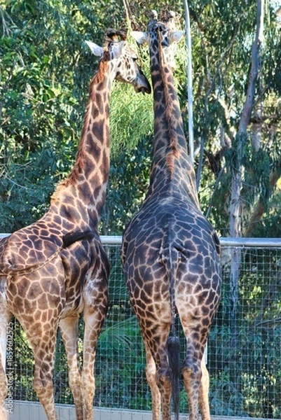 Obraz Giraffes