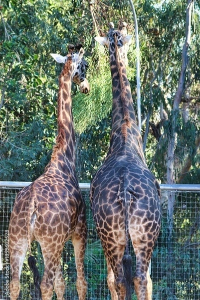 Obraz Giraffes