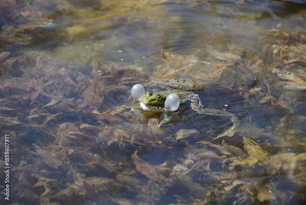 Obraz Teichfrosch beim Quaken