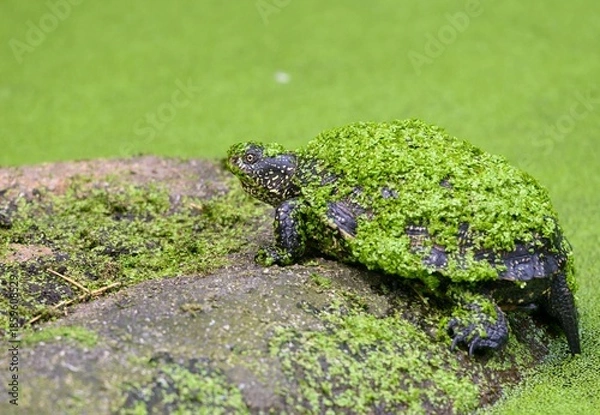 Obraz turtle on a stone