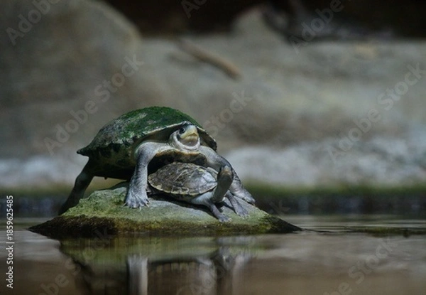 Obraz turtle on a stone