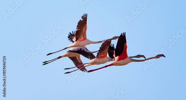 Obraz red billed stork