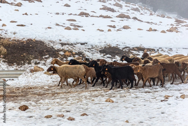 Obraz Winter Grazing