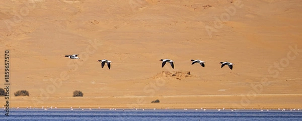Obraz birds on the beach