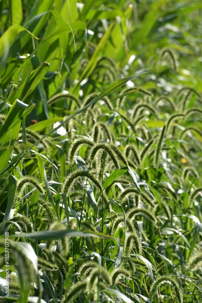 Obraz  Grüne Borstenhirse,  Setaria viridis