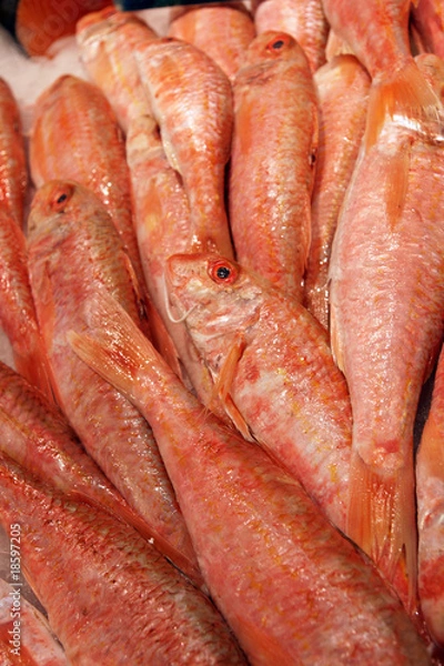 Obraz Poissons rouget