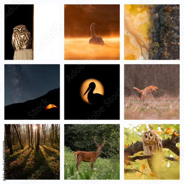 Obraz Collage with different wild animals