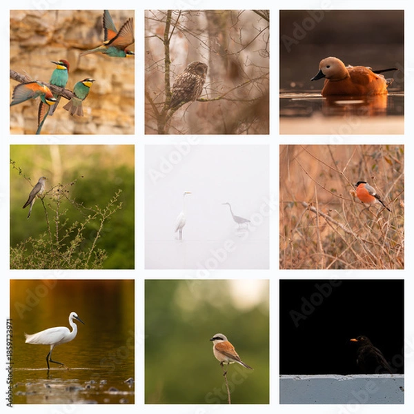 Obraz Collage with different wild animals