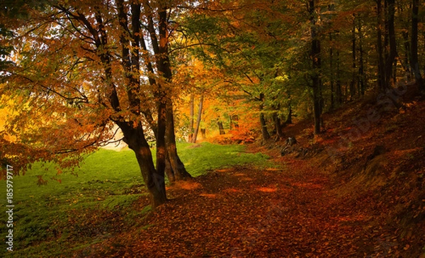 Obraz The edge of the forest