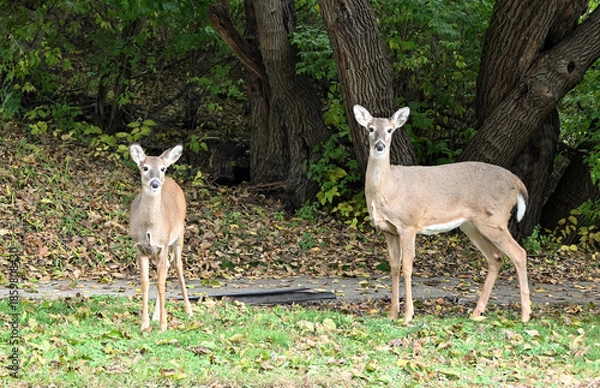 Obraz Two Deer by the Sidewalk