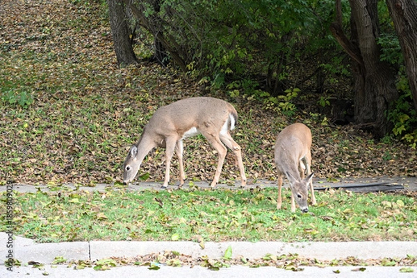 Obraz Two Deer by the Street