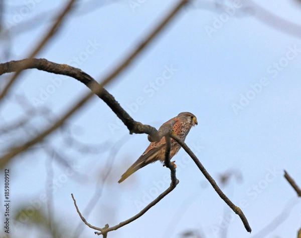 Obraz gheppio (Falco tinnunculus)