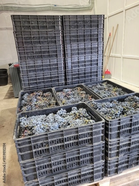 Fototapeta boxes, blue grapes
