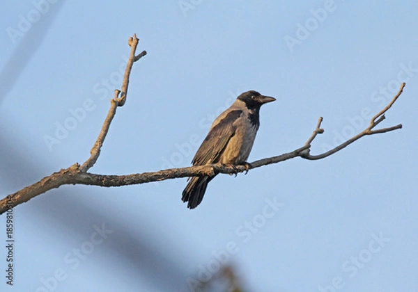Obraz cornacchia grigia (Corvus cornix)