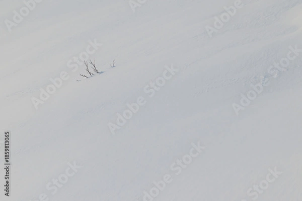 Obraz 雪に覆われた大地