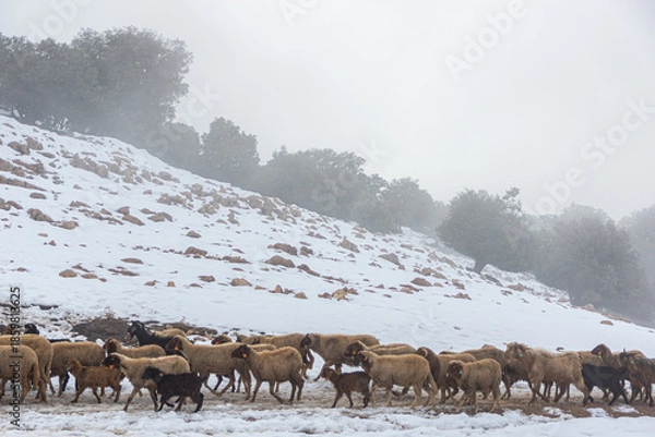 Obraz Winter Grazing