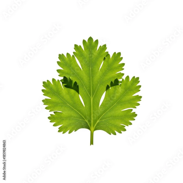 Obraz Fresh cilantro leaf on Transparent Background