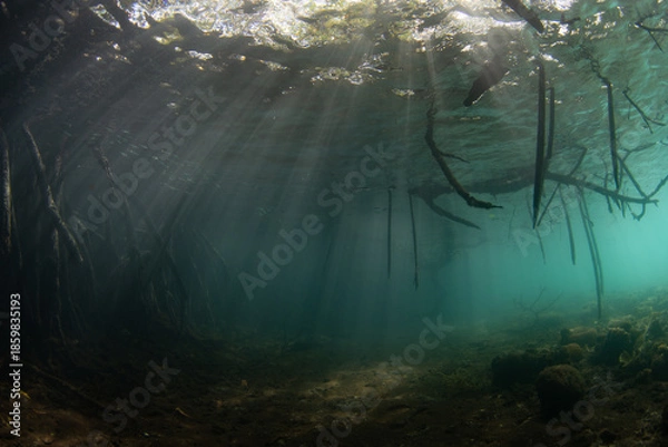 Obraz Sunlight falls into the shadows of a mangrove forest growing on the coast of an island in Misool, Raja Ampat, Indonesia. This region harbors spectacular marine biodiversity, in part due to the substan
