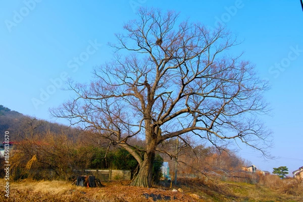 Obraz A huge tree under the blue sky