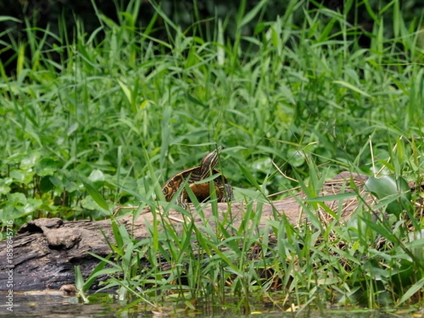 Obraz River turtle on the riverbank
