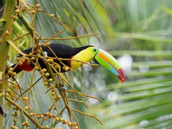 Obraz Keel-billed toucan
