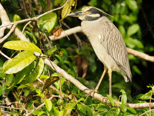 Obraz Yellow crowned night heron