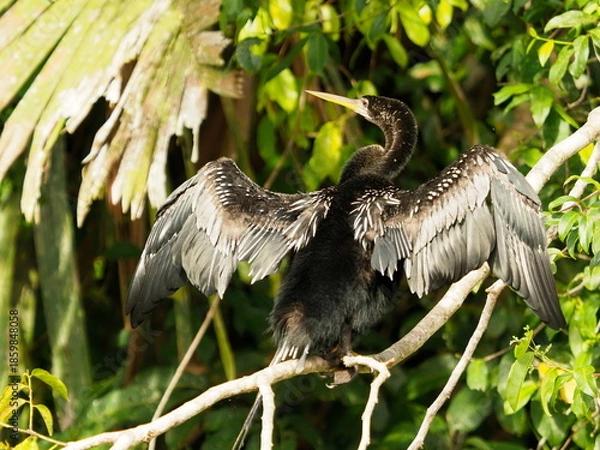 Obraz Anhinga bird drying wings