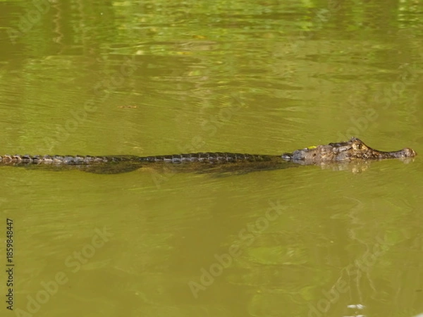 Obraz Spectacled caiman in river