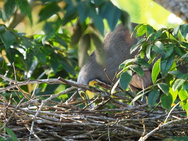 Obraz Tiger Heron buillding a nest