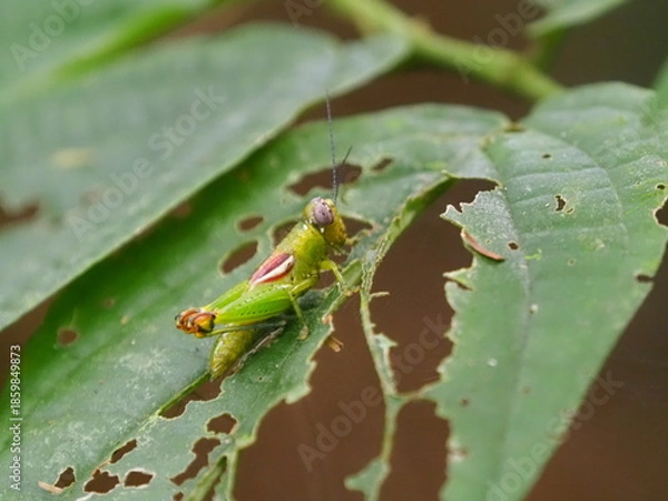 Obraz Tropical green grasshopper