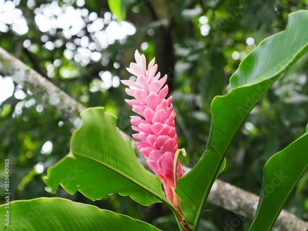 Obraz Pink ginger flower