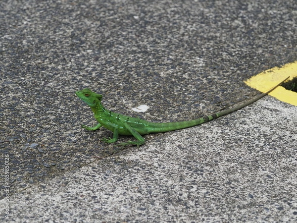 Obraz Green Basilisk lizard on the path
