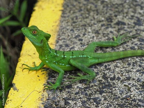 Obraz Green Basilisk lizard on the path