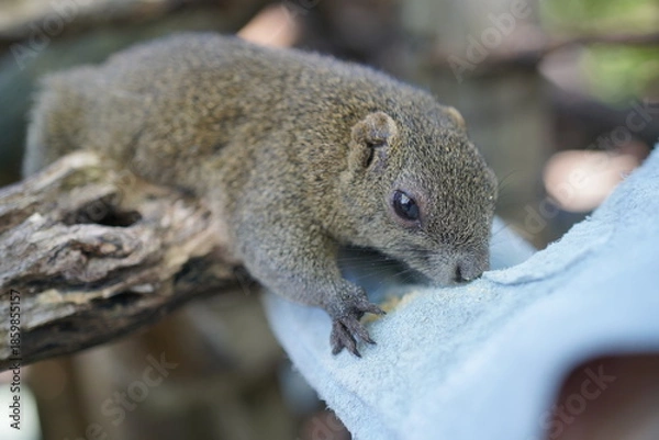 Obraz タイワンリスへの餌やり体験