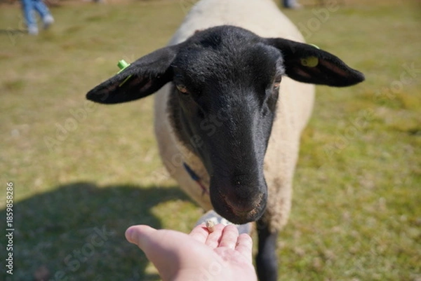 Obraz 牧歌の里での羊への餌やり体験
