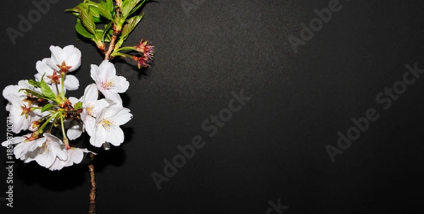 Obraz 桜の花_黒背景