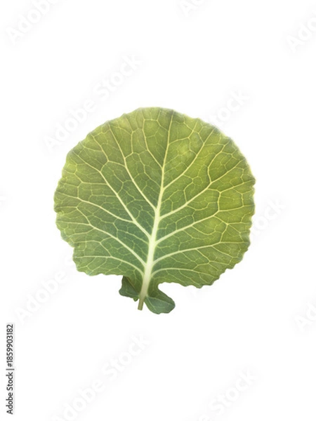 Obraz Isolated organic green cabbage leaf with clipping path.