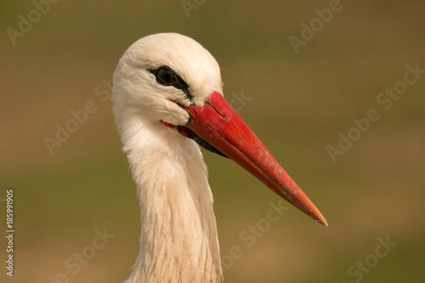 Obraz Elegant white stork