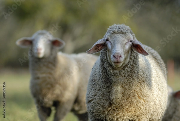 Obraz schaf und unschaf