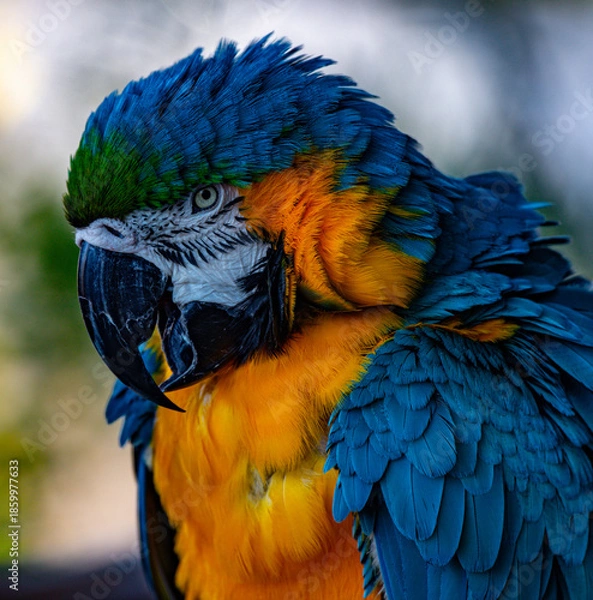 Obraz Gold and Blue Macaw