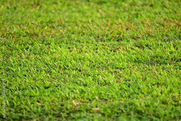 Fototapeta green grass background, exterior design