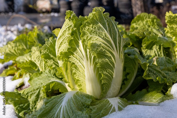 Obraz 雪が積もった畑の白菜